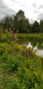 Pinke Blüten säumen malerisch das Ufer eines ruhigen Teichs.