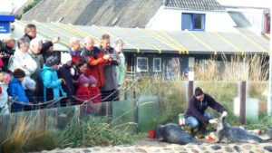 Besucher beobachten die Fütterung der Seehunde
