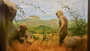 Diorama mit Urmenschen im Museum Mensch und Natur