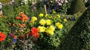 Farbenprächtige Dahlien und andere Sommerblumen im Fuldaer Schlossgarten
