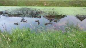 Eine Kanalszene in Papenburg