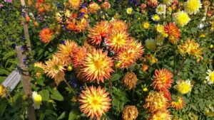 Leuchtend orange und gelbe Dahlien im spätsommerlichen Schlossgarten