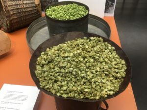 Blechwannen und Metzen mit frisch geernteten Hopfendolden