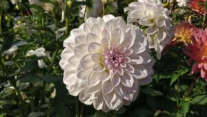 Eine große weiß-rosa Dahlienblüte in voller Pracht