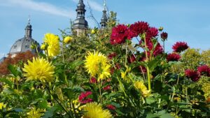 Bunte Dahlien vor der eindrucksvollen Kulisse des Fuldaer Doms