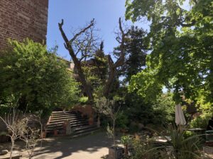 Knorriger Baum zwischen Mauern und Grün