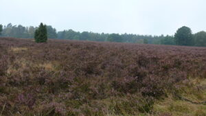 Mitten in der Heide