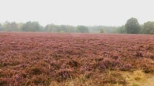 Ein Spaziergang durch die Heide