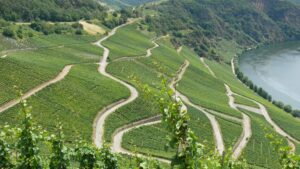 Steile Weinberge an der Mosel