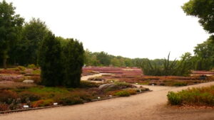 Blühende Heide im Garten