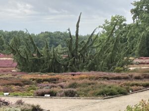 Noch ein Blick in den Heidegarten