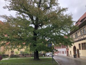 Die Friedenseiche in der Altstadt