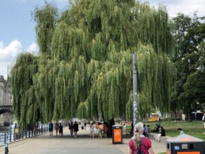 Eine Weide am Wegesrand