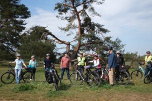 Gruppenpause bei der knorrigen Kiefer