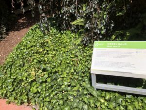Ein weiterer schöner Garten